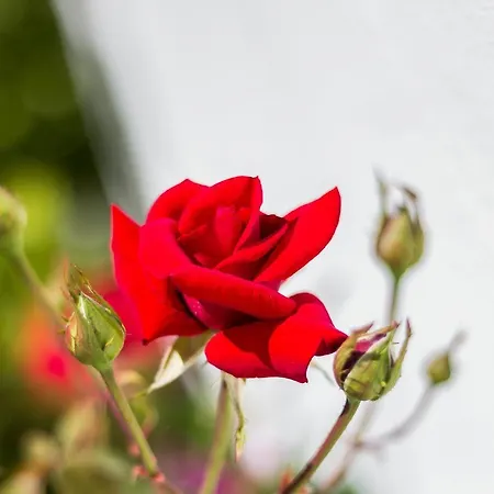 Algarden Olhos D'agua * Olhos de Agua (Albufeira)